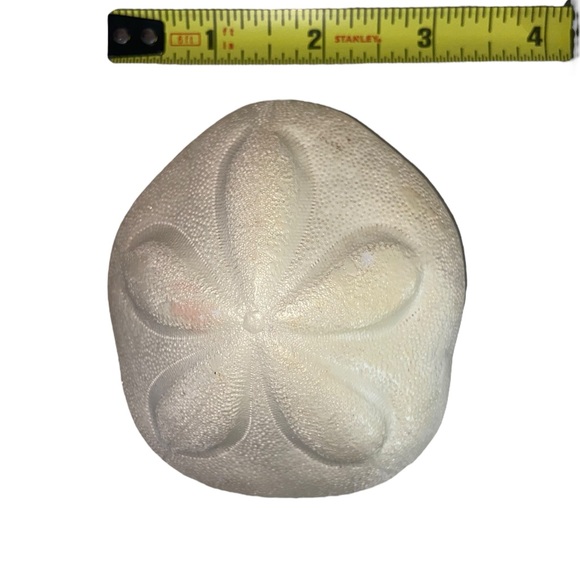 Sea Shell & Sea Biscuit Wall Decor - Picture 8 of 11